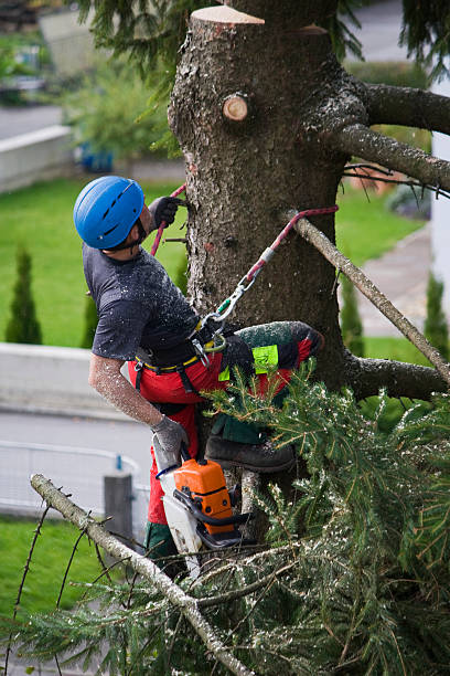 Reliable Brazil, IN Tree Removal Solutions